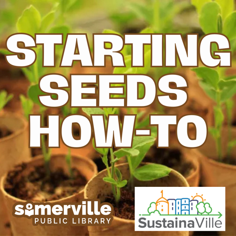 Toilet paper roll seedlings fill the background, with "Starting Seeds How-To" placed in the center. The Somerville Public Library and SustainaVille logos appear at the bottom